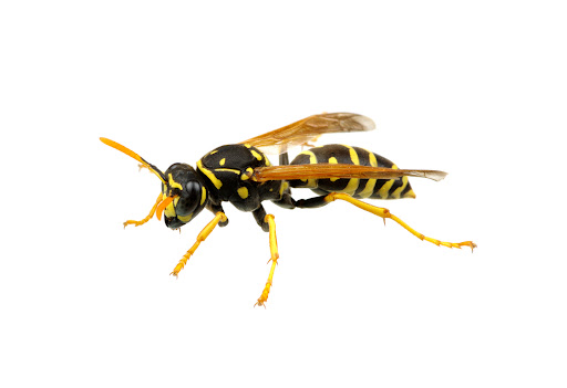 Pest control near me in Madison