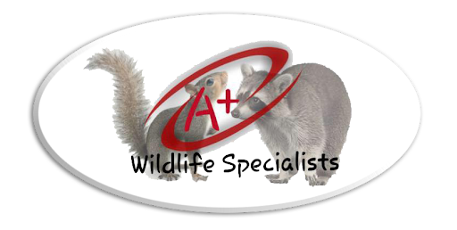 A+ Wildlife Specialists, LLC