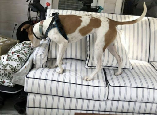 Above & Beyond Bed Bug Removal