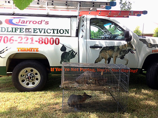 Affordable Wildlife Eviction