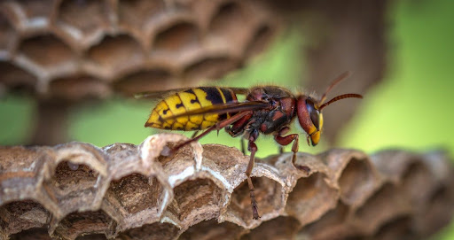 AIMVO Pest Control