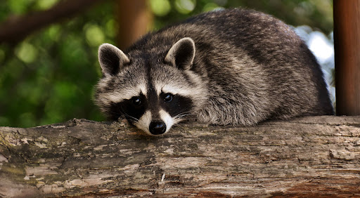 Alabama Wildlife Services