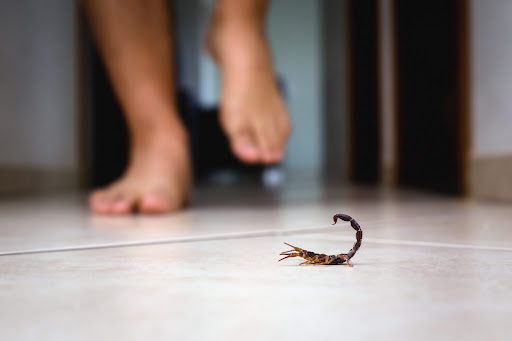 Albert Pest Control