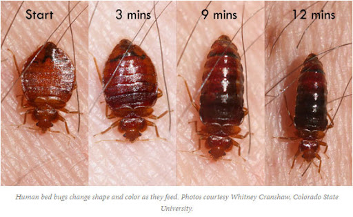 All Out Bed Bug Exterminators NYC