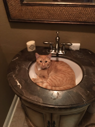 Auburn City Animal Control