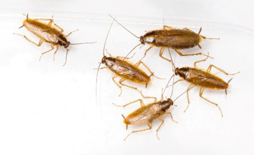AZ Pro Pest Control LLC