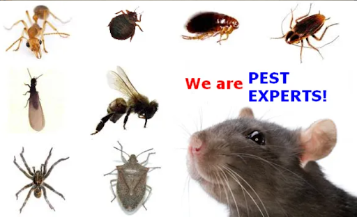 Pest control near me in Camden