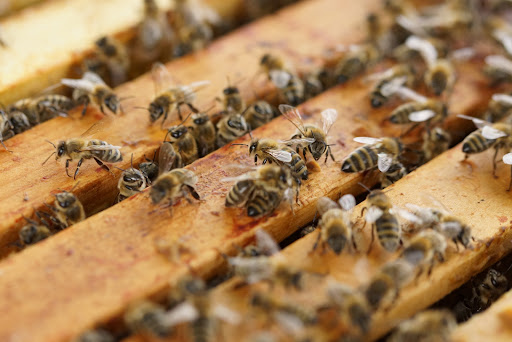 Bee friendly Bee Control