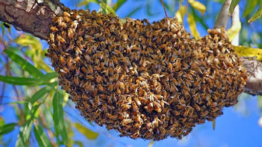 Bee Removal Pros