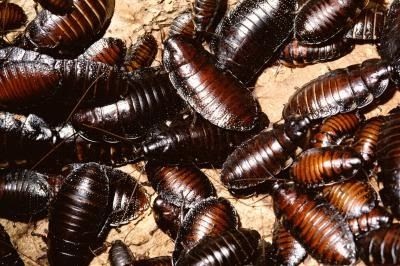 Birmingham Remedy Pest Control