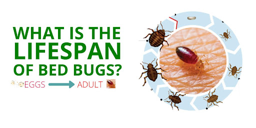 Budget Bed Bug LLC