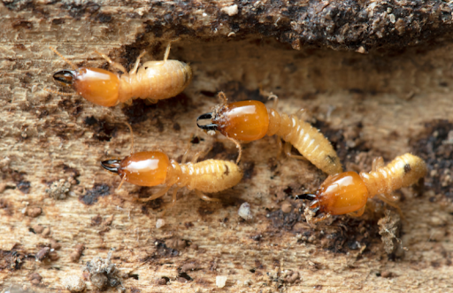 Budget Brothers Termite & Pest Elimination