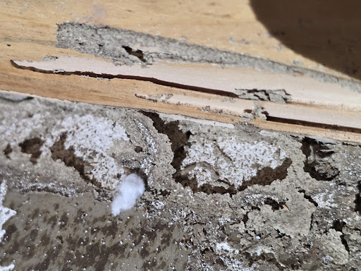 Budget Pest Control Inc.