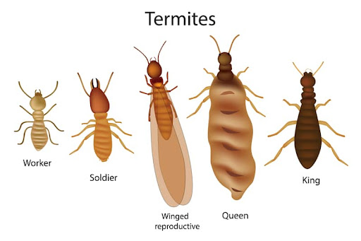 Pest control near me in Blackwater
