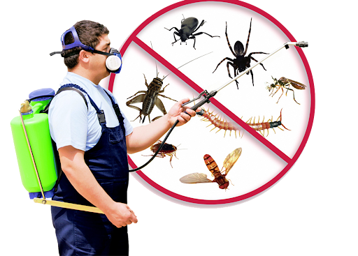 Pest control near me in Centre