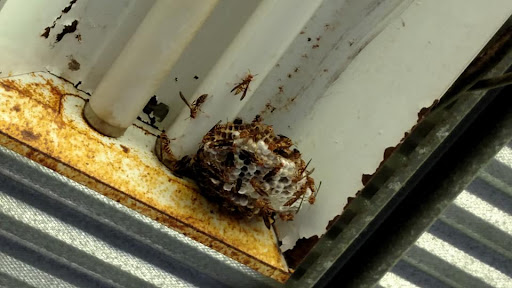 Pest control near me in Emerald Mountain