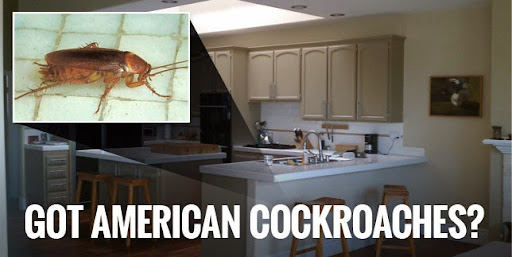 City Best Pest Control