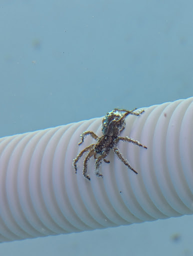 Convenient Termite & Pest Control
