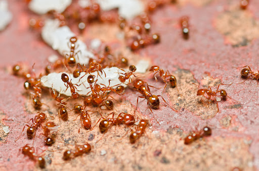 Desert Shield Pest Control