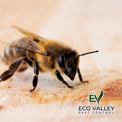 Eco Valley Pest Control