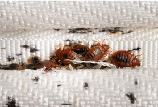 ecoguard pest control