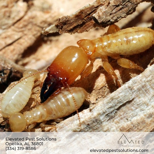 Elevated Pest Solutions