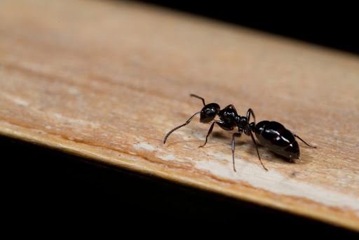 Ellis Pest & Termite Control