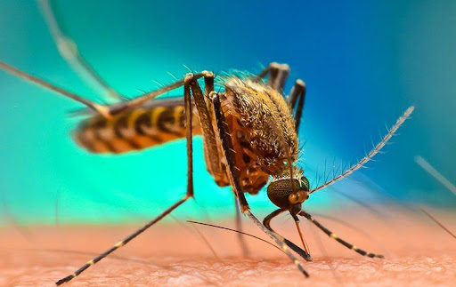 EnviroGuard Pest Control Birmingham