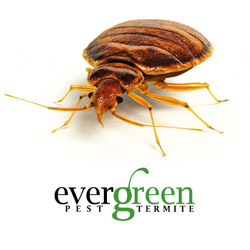 Evergreen Pest and Termite