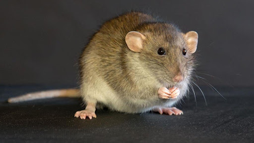 Executive Pest Control