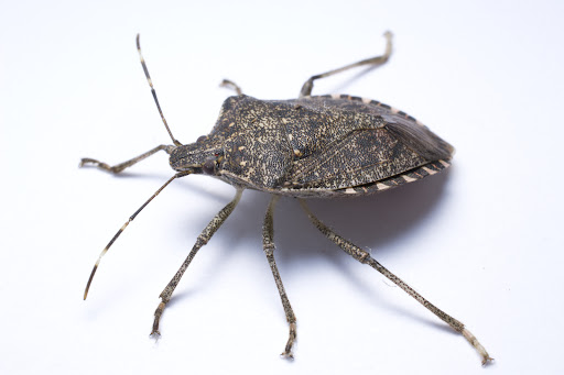 Expert Pest Management Inc.