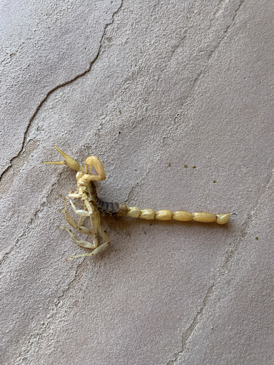ExtermiShield Pest Control