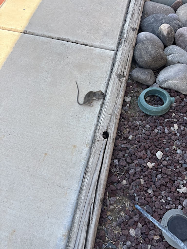 Pest control near me in El Mirage