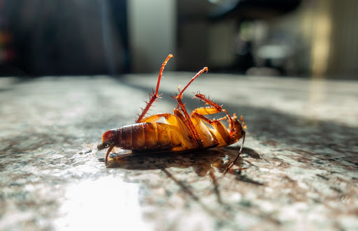 Fountain City Pest Control