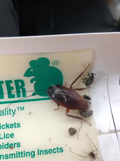 Pest control near me in Opp