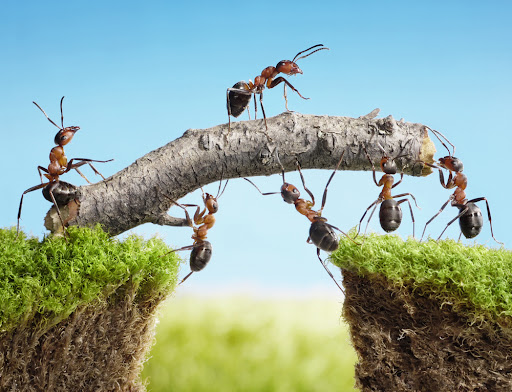 Guardian Pest & Wildlife Control