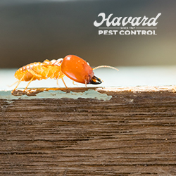 Havard Pest Control