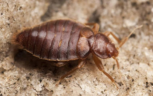 Havard Pest Control