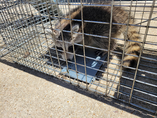 Hog Gone Wildlife Control