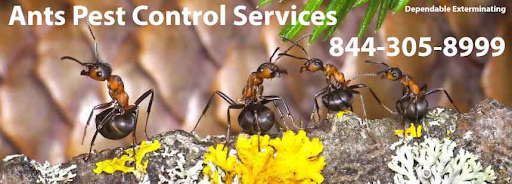 Pest control near me in Moores Mill