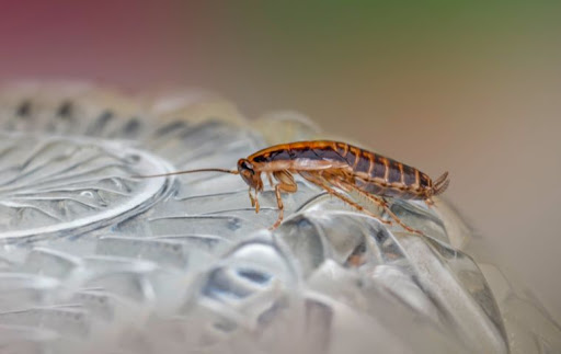 Kind Pest NJ