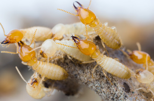 Knockout Pest & Termite, LLC