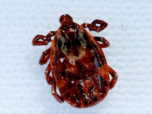 Pest control near me in Cleveland