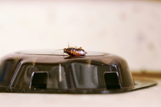 Lawrence Pest Control | Termite Extermination, Mice & Pest Control in Kansas City KS