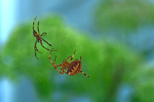 Leveretts Pest Control LLC