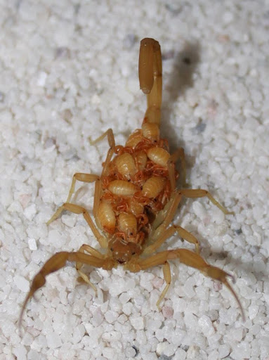 Liberty Pest Professionals