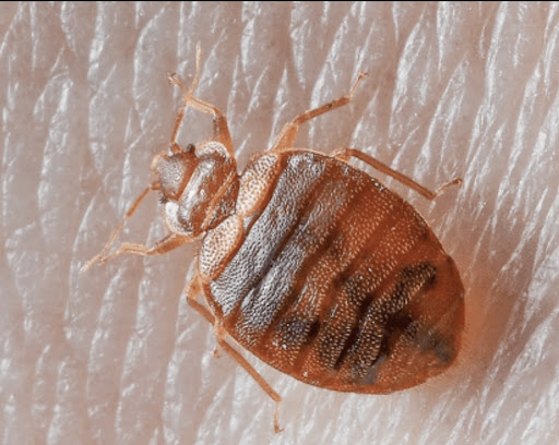 Los Angeles Bed Bug Exterminator