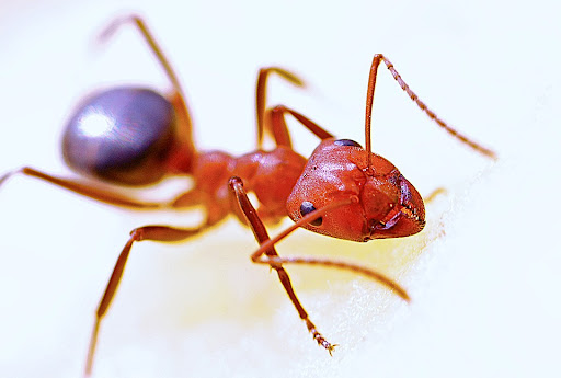 Mike's Pest Control Service