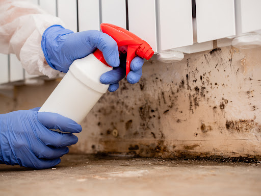 Mold Doctor Pros