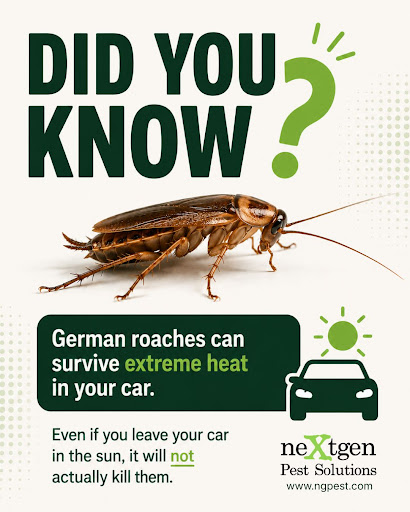 Nextgen Pest Solutions